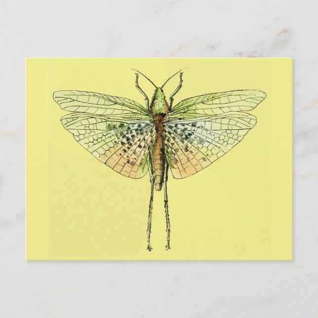 Vintager Grasshopper Postkarte (Vorderseite)