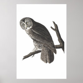 Vintager Großer Cinerous Owl Illustrationsdruck Poster