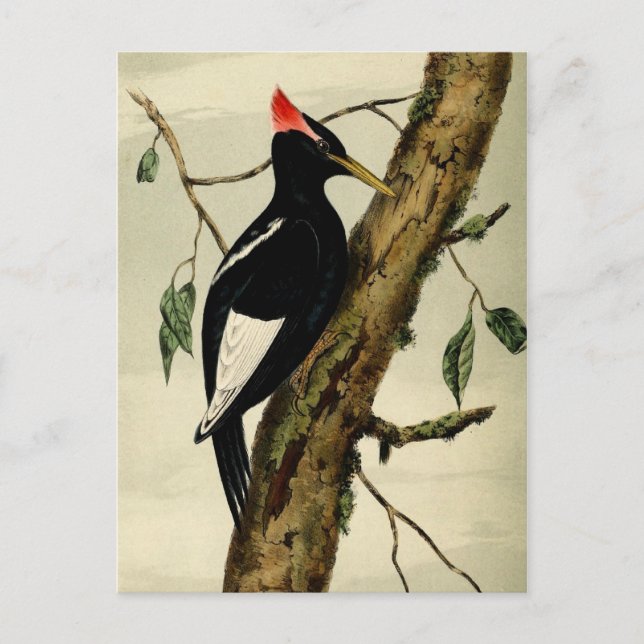 Vintager Großer Scheckspecht Postkarte (Vorderseite)