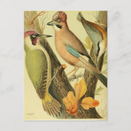 Vintager grüner Spechte Postkarte