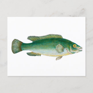 Vintager Grünfisch Postkarte