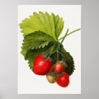 Vintager Haufen Erdbeeren Aquarellmalerei