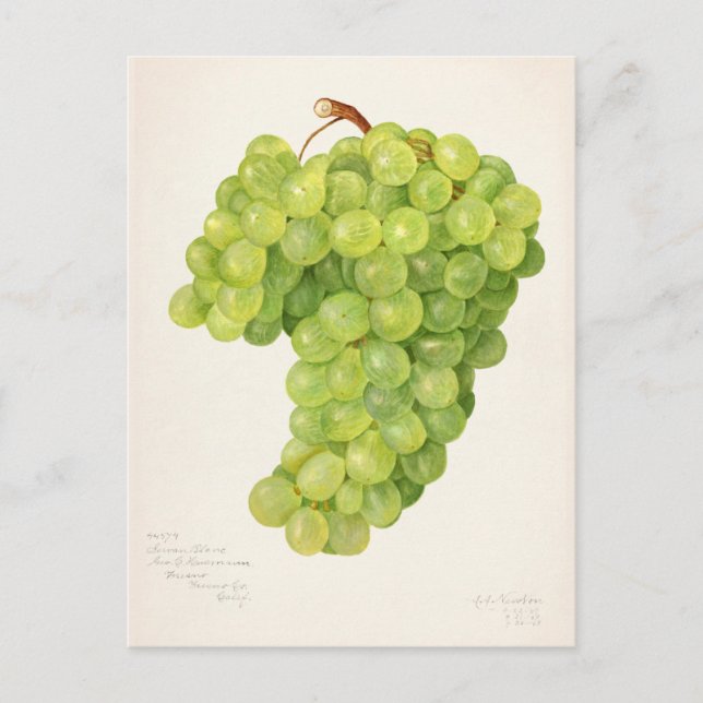 Vintager Haufen grüner Trauben Postkarte (Vorderseite)