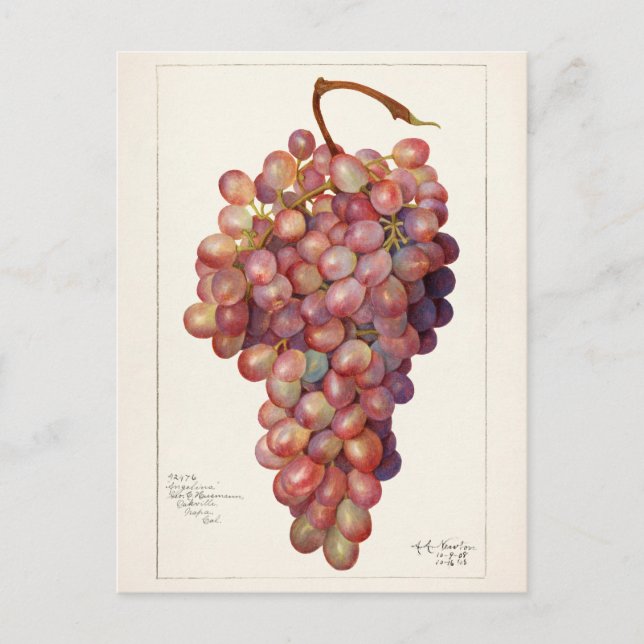Vintager Haufen roter Trauben Fruchtanstrich Postkarte (Vorderseite)