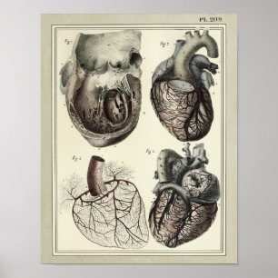 Vintager Herz-Arterien-Anatomie-Druck 1831 Poster
