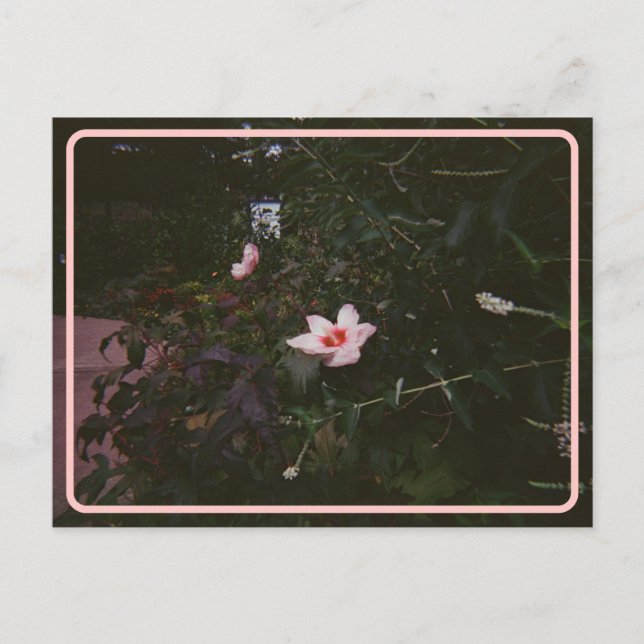 Vintager Hibisken Postkarte (Vorderseite)