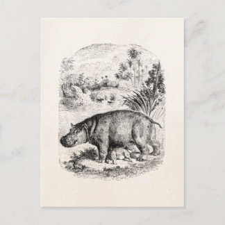 Vintager Hippopotamus/Hippo-Pflegebaby Hippos Postkarte