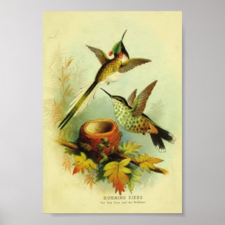 Vintager Hummingbird Print Poster