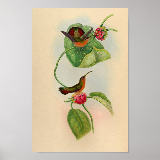 Vintager Hummingbird Print Red Blume Poster (Vorne)