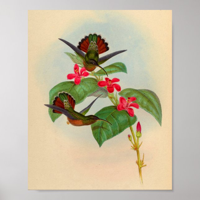 Vintager Hummingbird Print Red Blume Poster (Vorne)