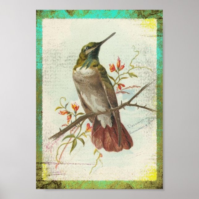 Vintager Hummingvogel Poster (Vorne)