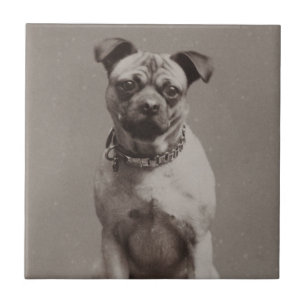Vintager Hund Fliese