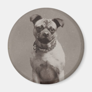 Vintager Hund Magnet