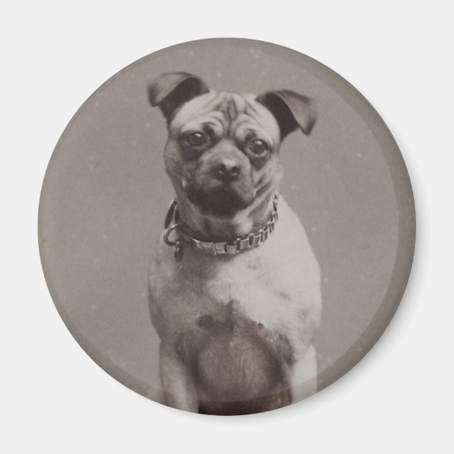 Vintager Hund Magnet (Vorne)