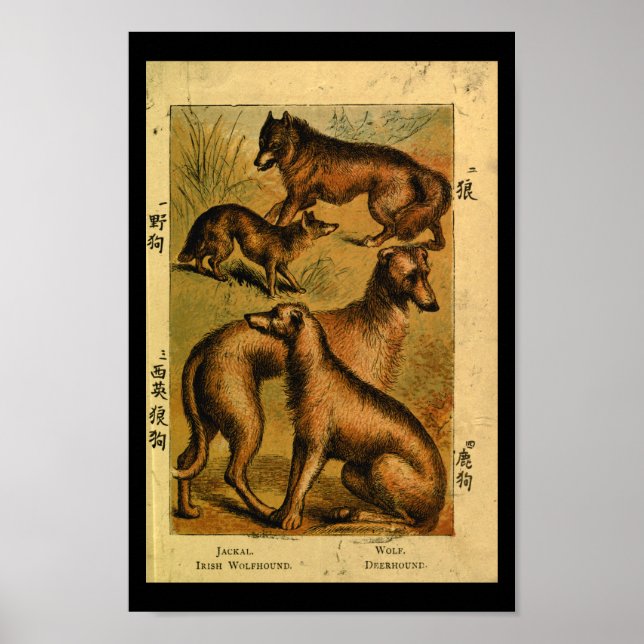 Vintager Hundelwolf Naturgeschichte drucken Poster (Vorne)