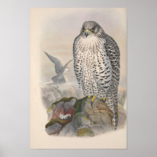 Vintager Island Falcon Bird Poster
