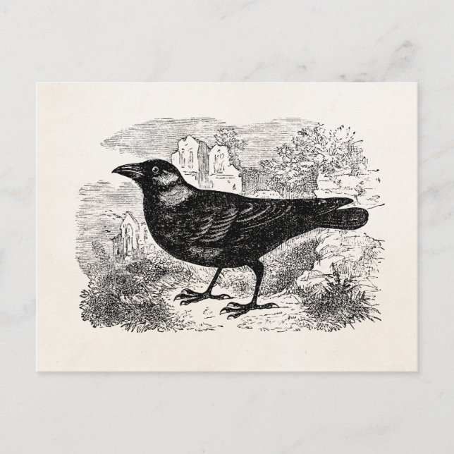 Vintager Jackdaw Crow Bird Personalisierte Vogelkr Postkarte (Vorderseite)