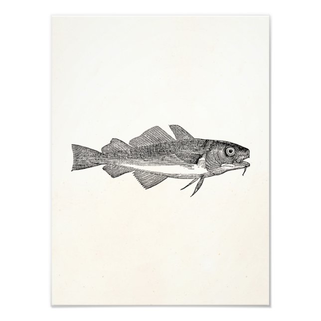 Vintager Kabeljaufisch - Muster für Aquakulturfisc Fotodruck (Vorne)