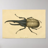 Vintager Käfer Naturgeschichte drucken