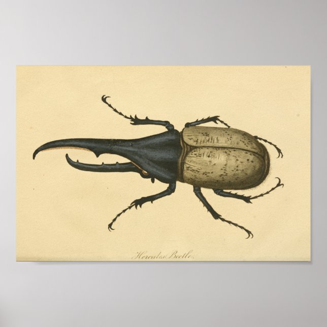 Vintager Käfer Naturgeschichte drucken Poster (Vorne)