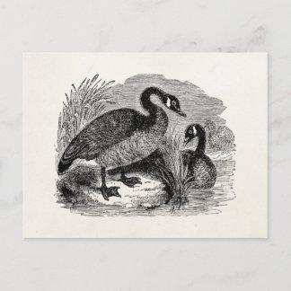 Vintager kanadischer Gänsevogel - Vogelvorlage Postkarte