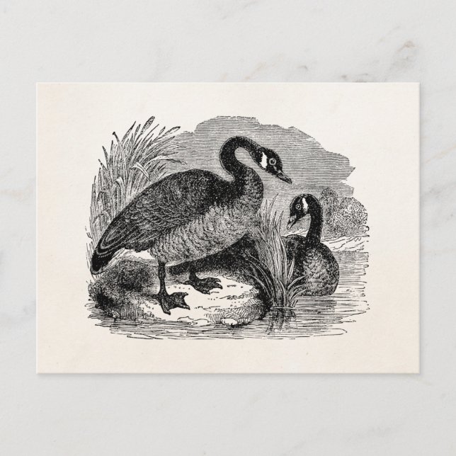 Vintager kanadischer Gänsevogel - Vogelvorlage Postkarte (Vorderseite)