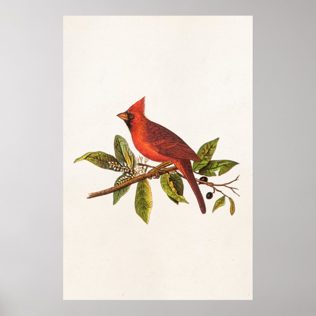 Vintager Kardinal Song Bird Illustration - 1800er Poster (Vorne)