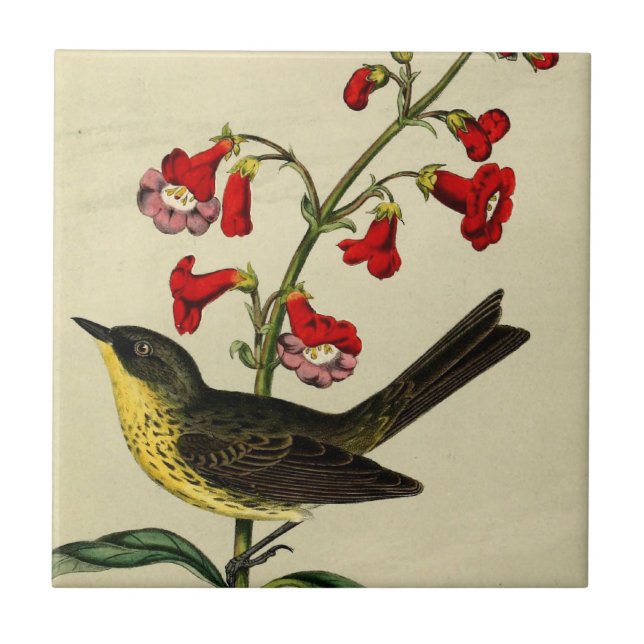 Vintager Kirtlands Trällerer-Vogel Fliese (Vorderseite)