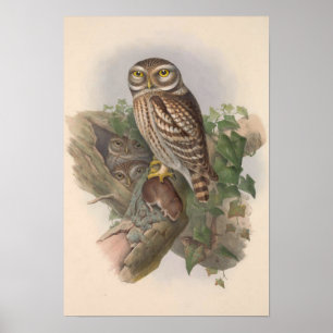 Vintager Kleiner Vogelgeflügel GC Poster