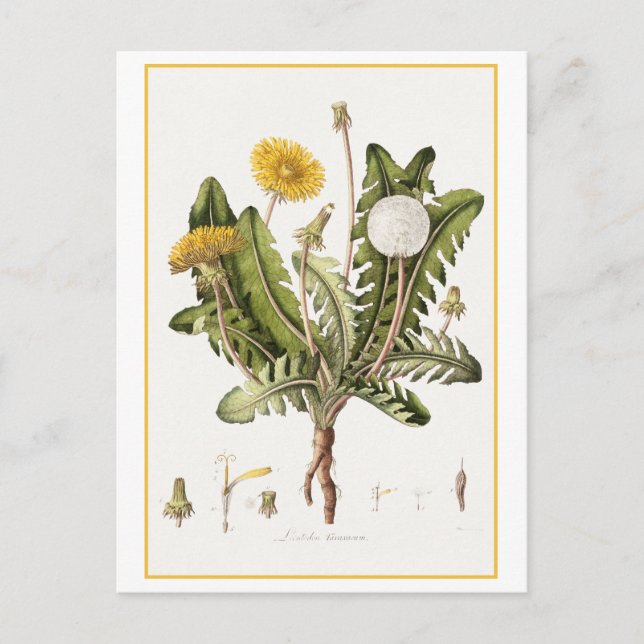 Vintager Kronleuchter Botanische Illustration Postkarte (Vorderseite)