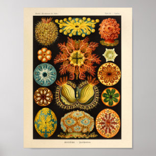 Vintager Kunst-Druck Ascidiae Farbernst Haeckel Poster