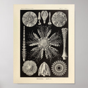 Vintager Kunst-Druck Echinidea Farbernst Haeckel Poster