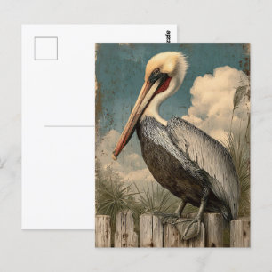 Vintager Küstenpelikan Postkarte