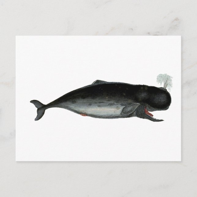 Vintager Laughing Whale Postkarte (Vorderseite)