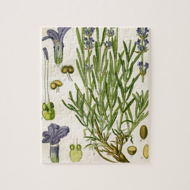 Vintager Lavendel-botanischer Druck (Vertikal)