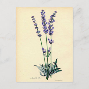 Vintager Lavendel Postkarte