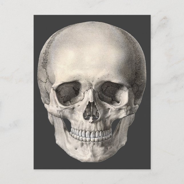 Vintager menschlicher Anatomie Schädel, Halloween- Postkarte (Vorderseite)