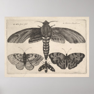 Vintager Motten-Schmetterlingelepidoptera-Druck Poster