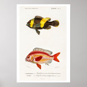 VINTAGER NATURGESCHICHTE DER FISCHEREI POSTER