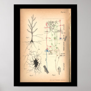 Vintager Nerven-Neuron-Anatomie-Druck 1901 Poster