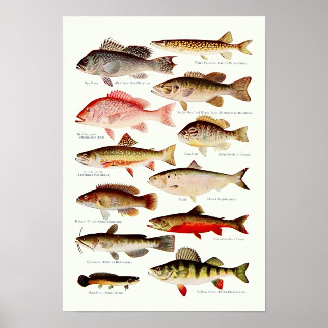 Vintager Nordamerikanischer Fisch Poster (Vorne)