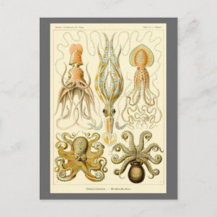 Vintager Octopus-Tintenfisch Gamochonia von Ernst  Postkarte