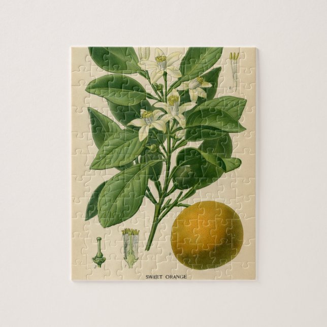 Vintager orange botanischer Druck (Vertikal)