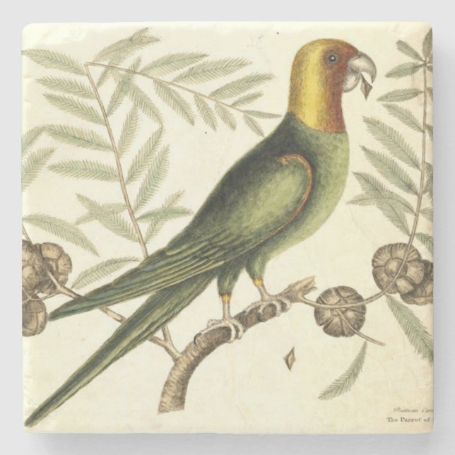 Vintager Papagei der Steinuntersetzer (Vorderseite)