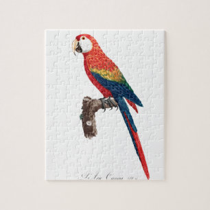 Vintager Papagei - Vögel Alte Illustration Kunst