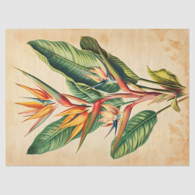 Vintager Paradiesvogel Seidenpapier (Vorderseite)