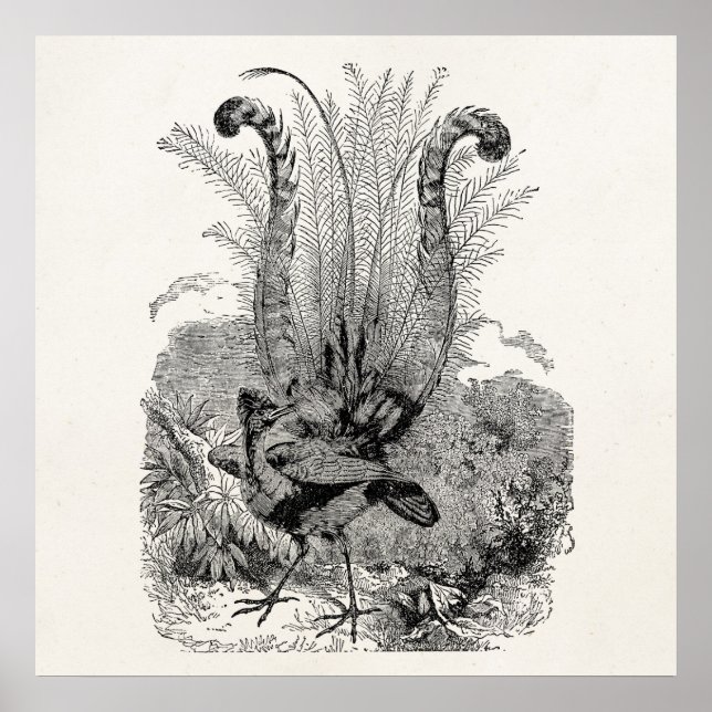 Vintager Personalisierter Vogel - Retro Lyrebird B Poster (Vorne)