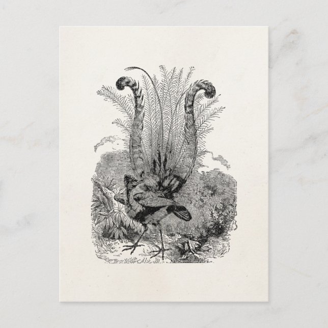 Vintager Personalisierter Vogel - Retro Lyrebird B Postkarte (Vorderseite)