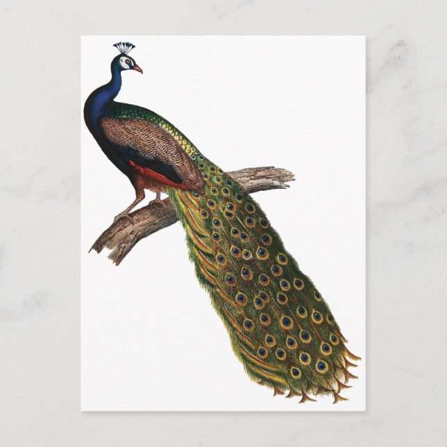 Vintager Pfau Postkarte (Vorderseite)
