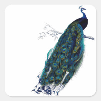 Vintager Pfau Quadratischer Aufkleber